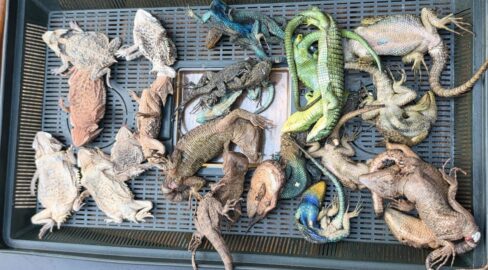 Köln: Giftschlangen in Shampooflasche entdeckt