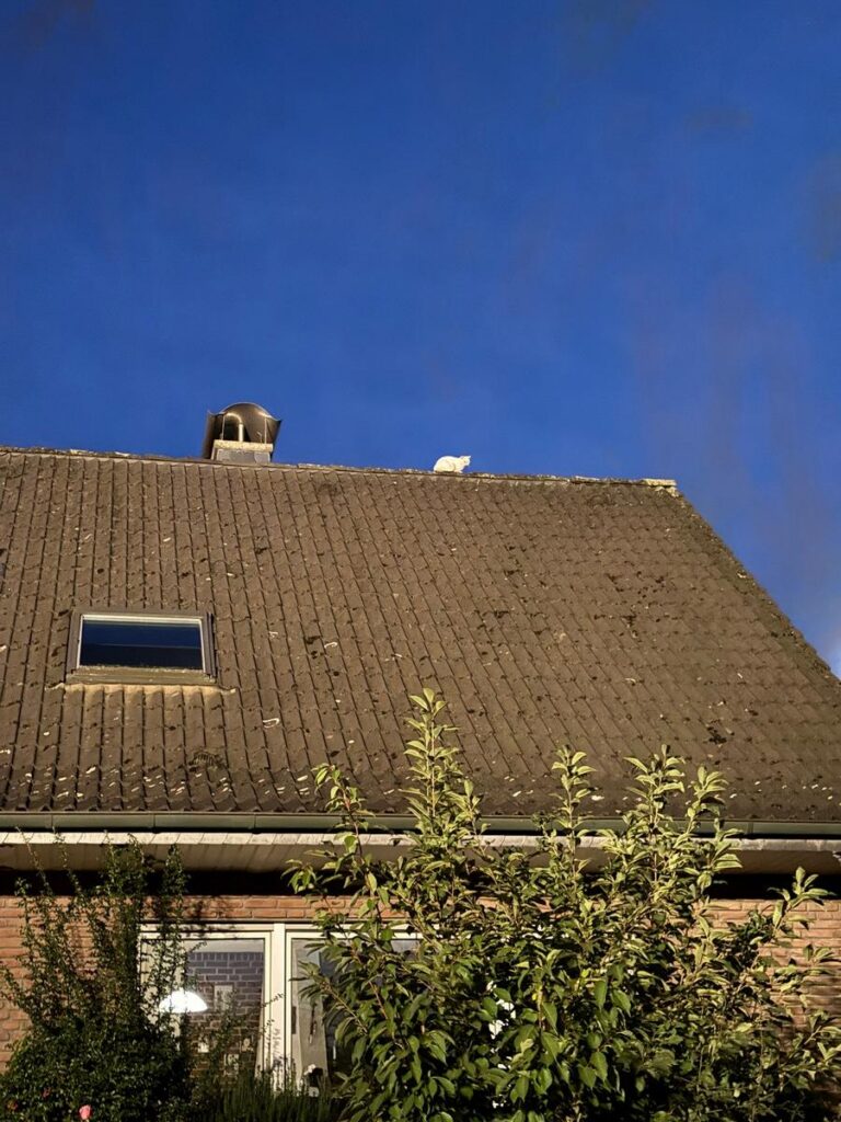 Xanten: Dachdecker-Feuerwehrmann rettet Katze