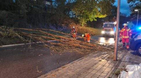 Neudenau: Wind stürzt Baum quer über Fahrbahn